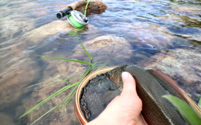 Fly Fishing Basics for Dry Fly Fishing