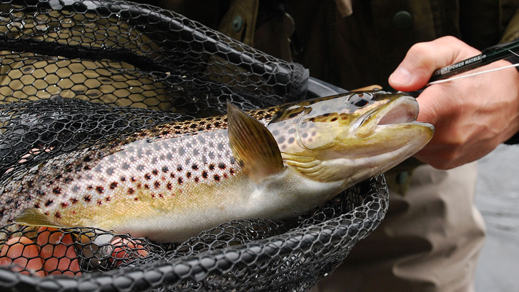 Trout fly fishing - Kajanaclub