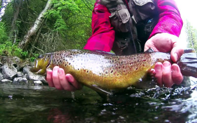 Catching Brown Trout