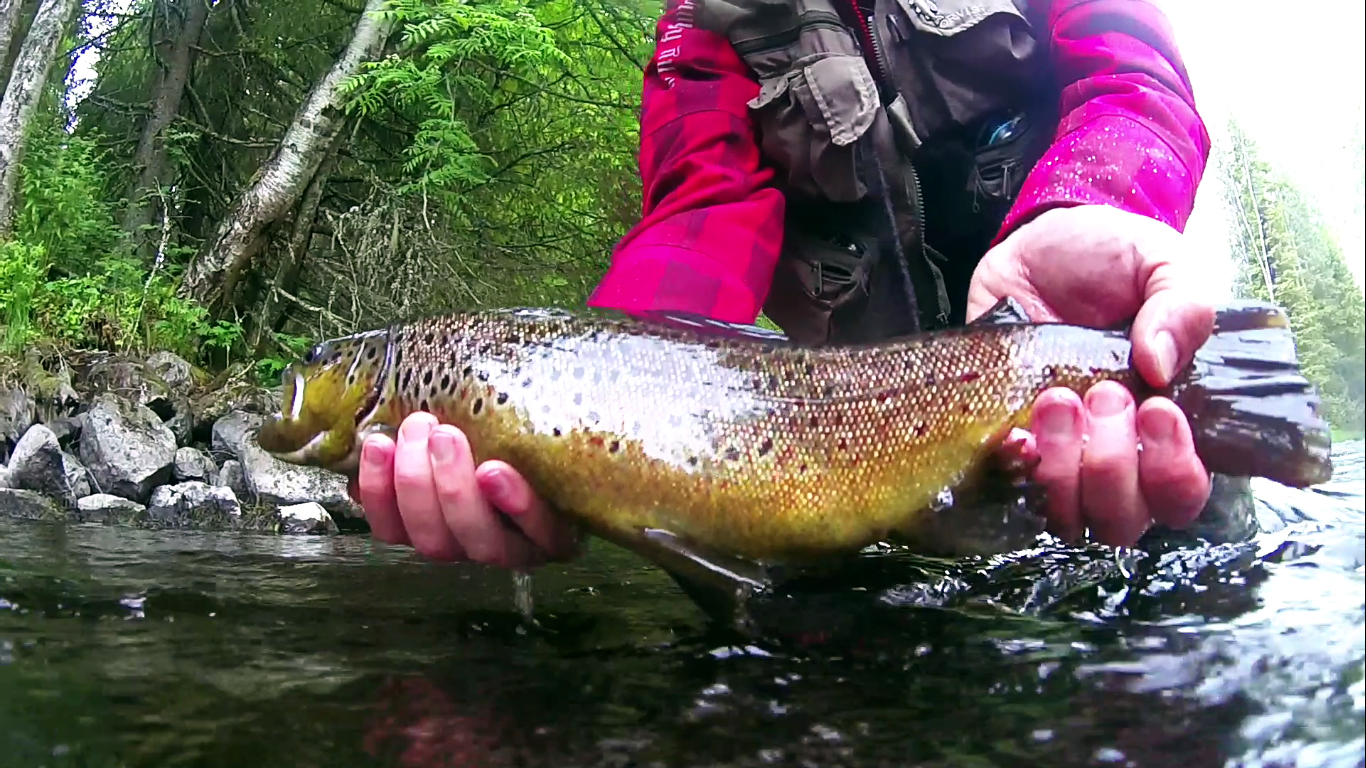 How to catch trout
