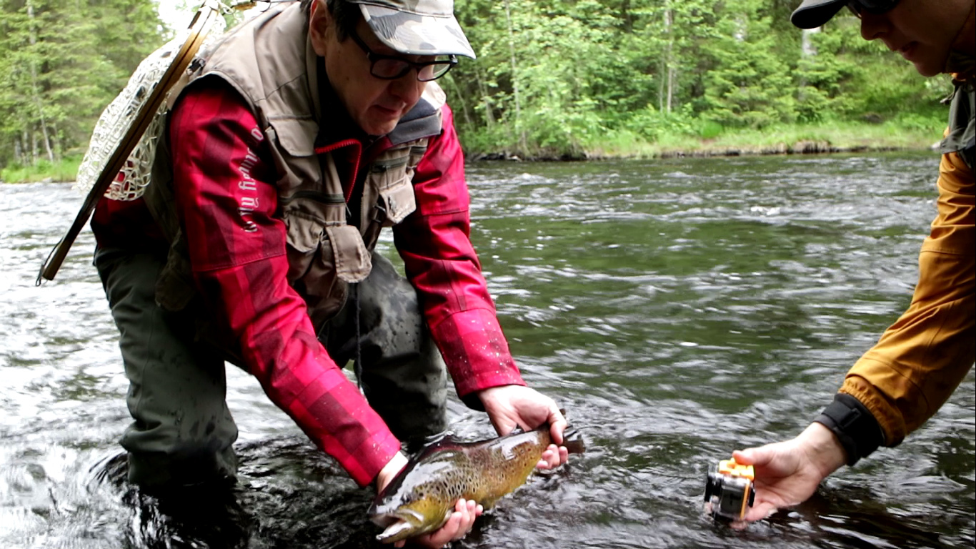 fishing for trout