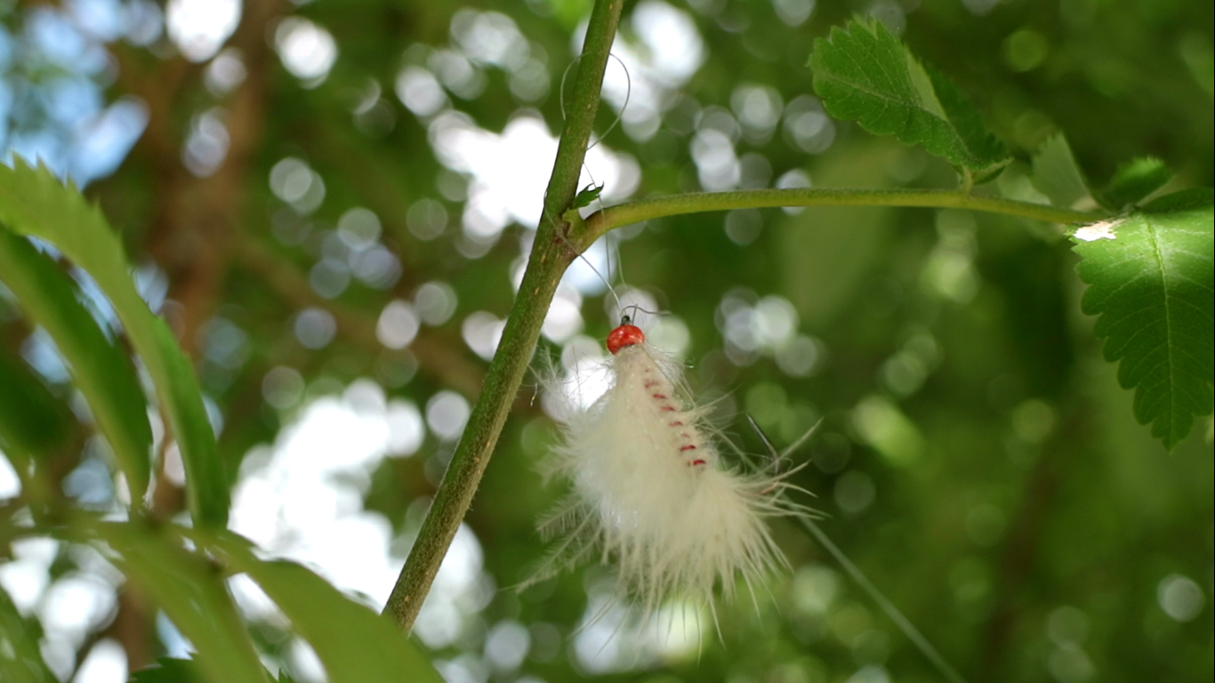 How to get fly out of tree