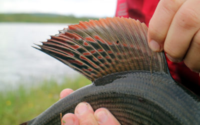 Fly Fishing in the rain