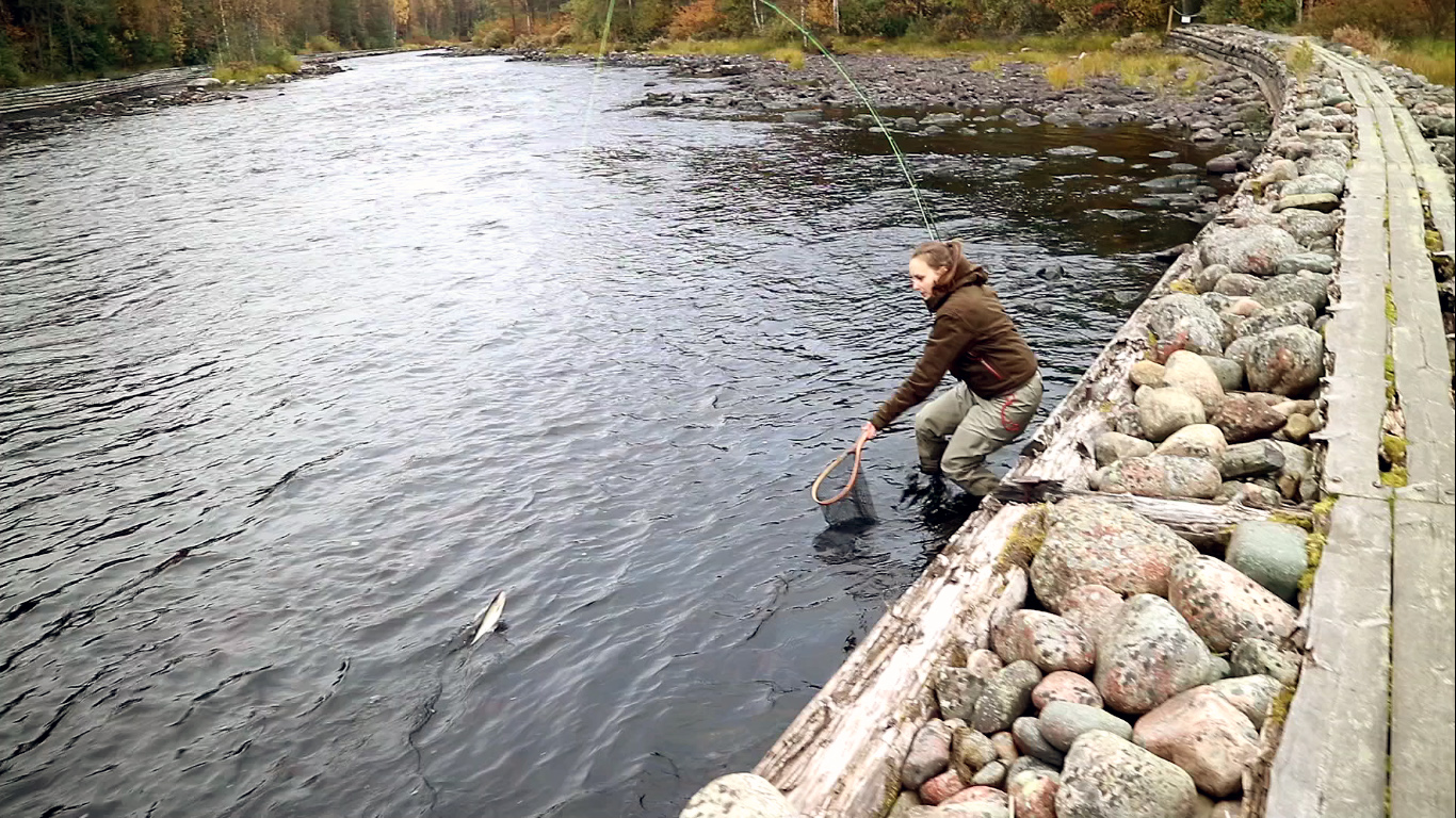 wedkarstwo muchowe grayling