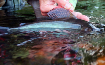 Caddis Pupa Fly