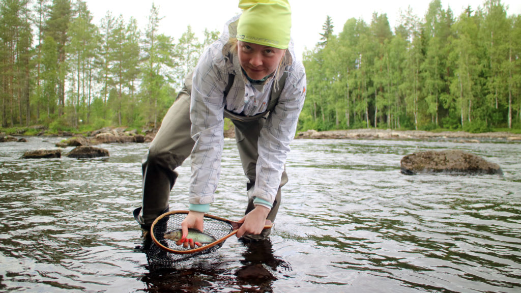 Dryfly grayling