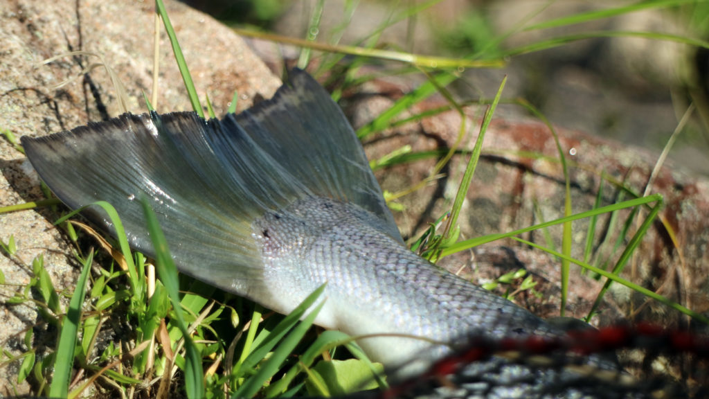 Atlantic salmon fly fishing / Inari, Finland - BaitYourHook