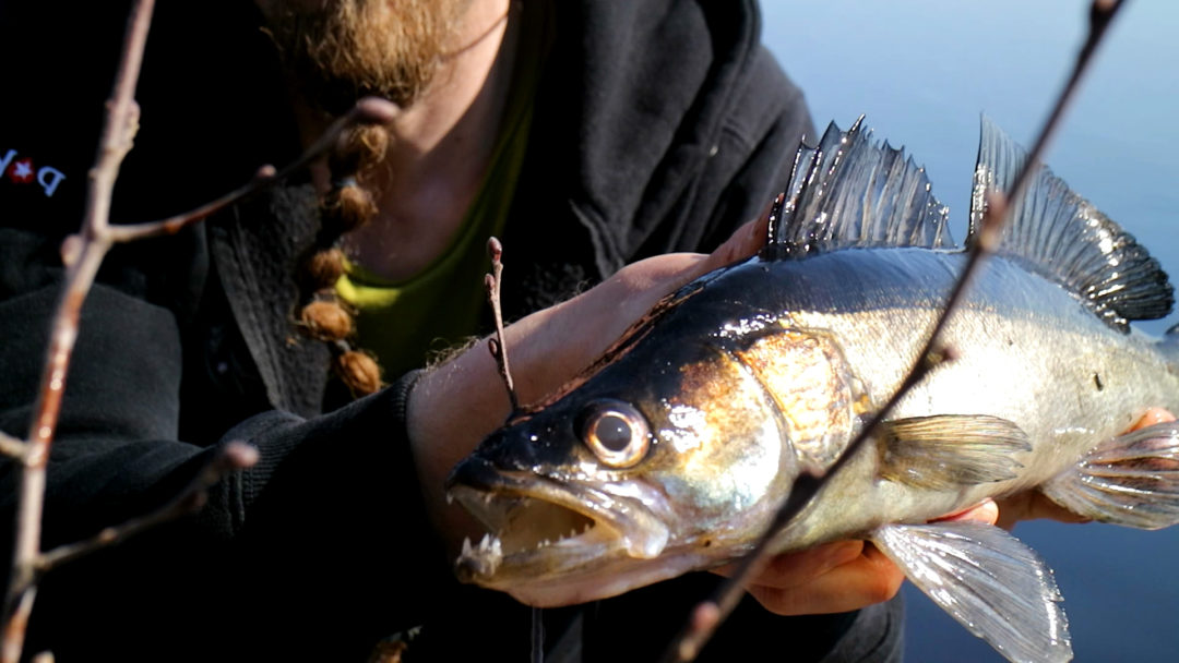 Zander Fishing from Shore Testing Silver Streamer Fly