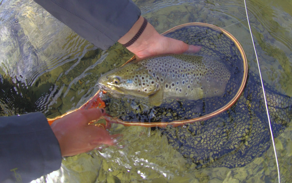 flyfishing trout fliegenfischen Lappland und fliegenfischen Sweden