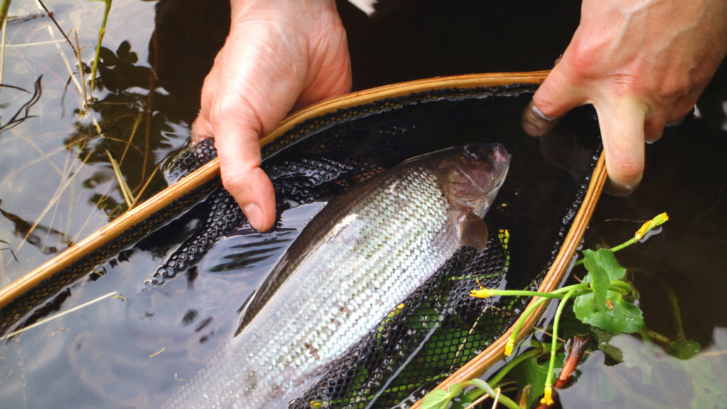 arctic grayling fly fishing