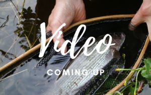 korvuanjoki harjus kalastus